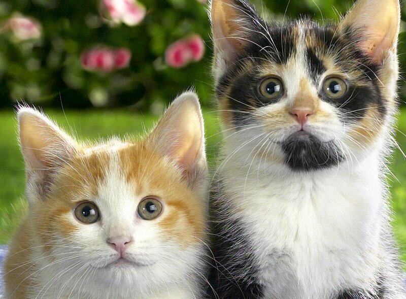 Two Kittens in Garden — White, Calm, Spring