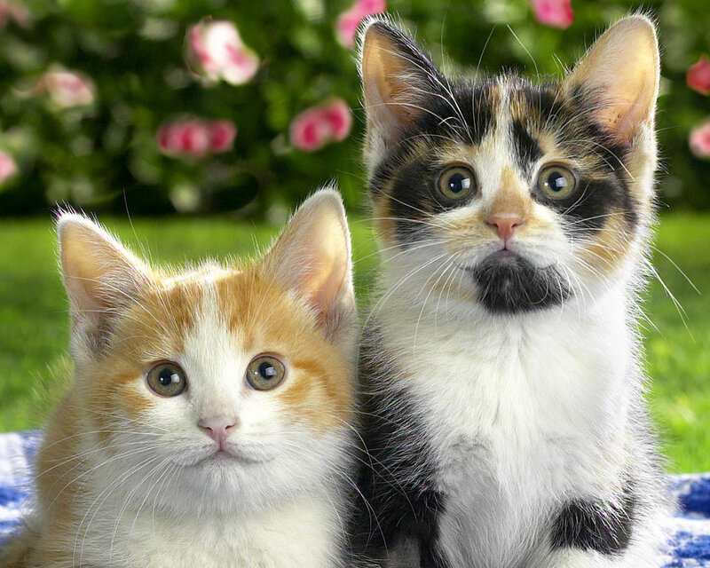 Two Kittens in Garden — White, Calm