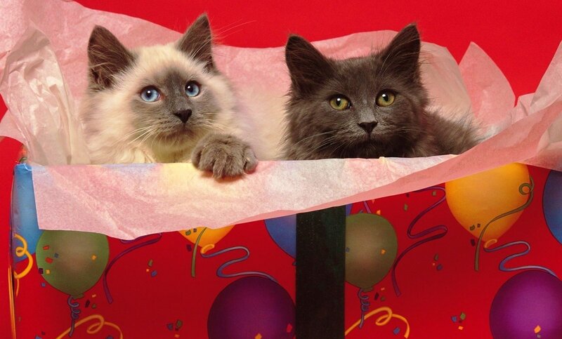 Two Kittens in Gift Box — Red