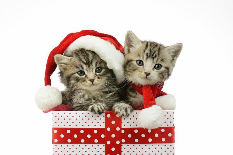 Two Kittens in Gift Box