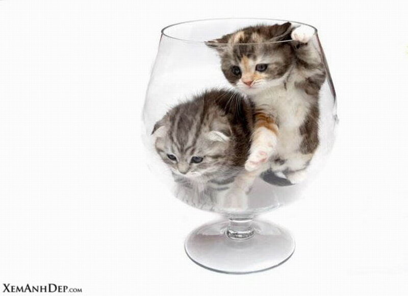 Two Kittens in Glass