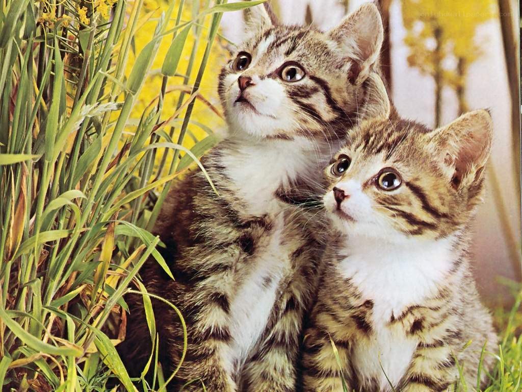 two kittens in grass