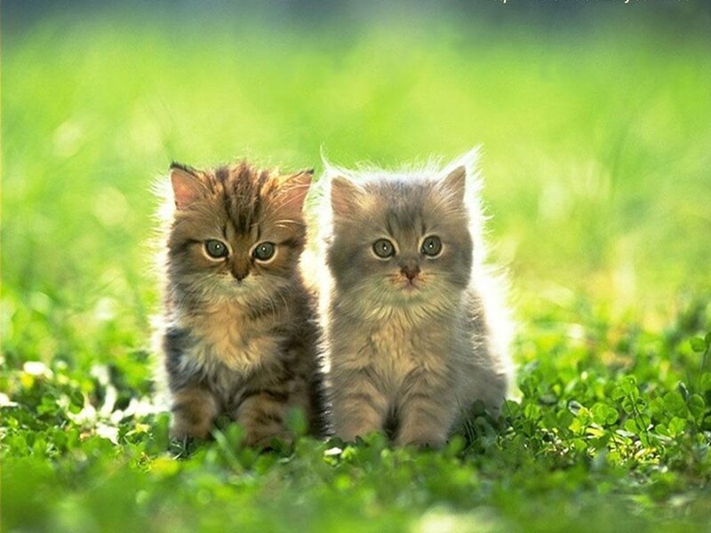 two kittens in grass