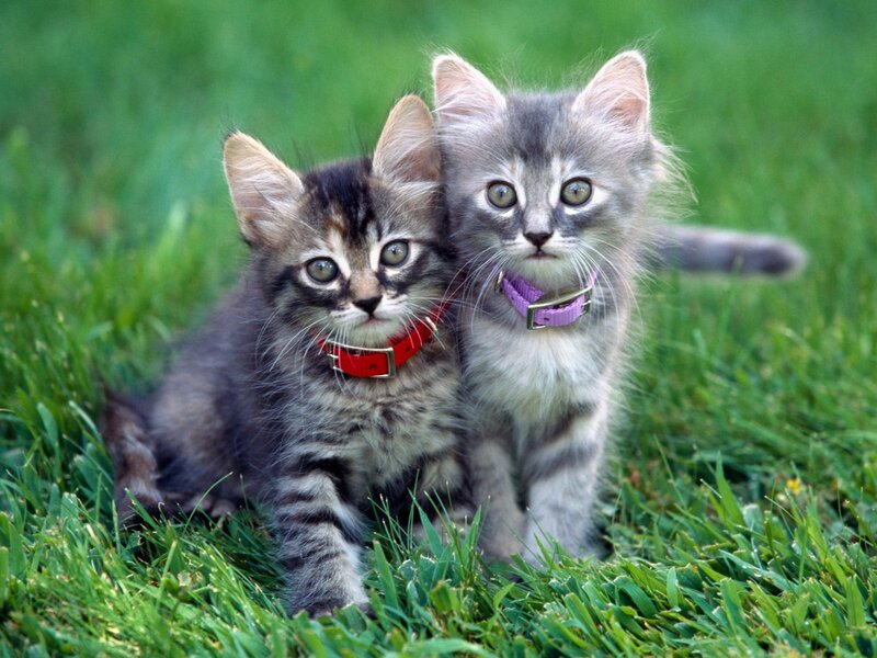 Two Kittens in Grass — Afternoon