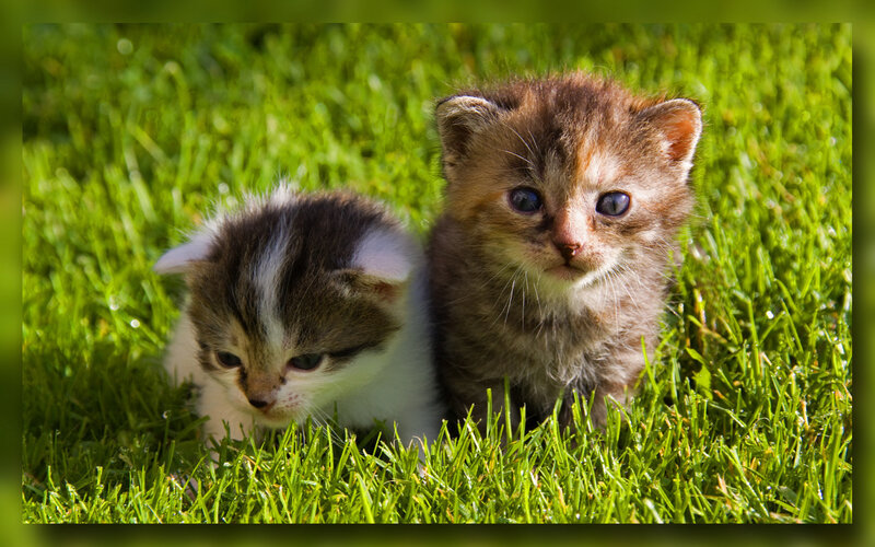Two Kittens in Grass — Green, Calm, Afternoon, Photograph, Brown