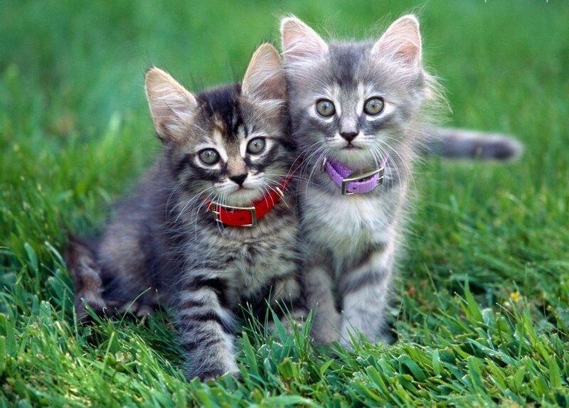 Two Kittens in Grass — Green, Calm, Afternoon, Photograph, Collars