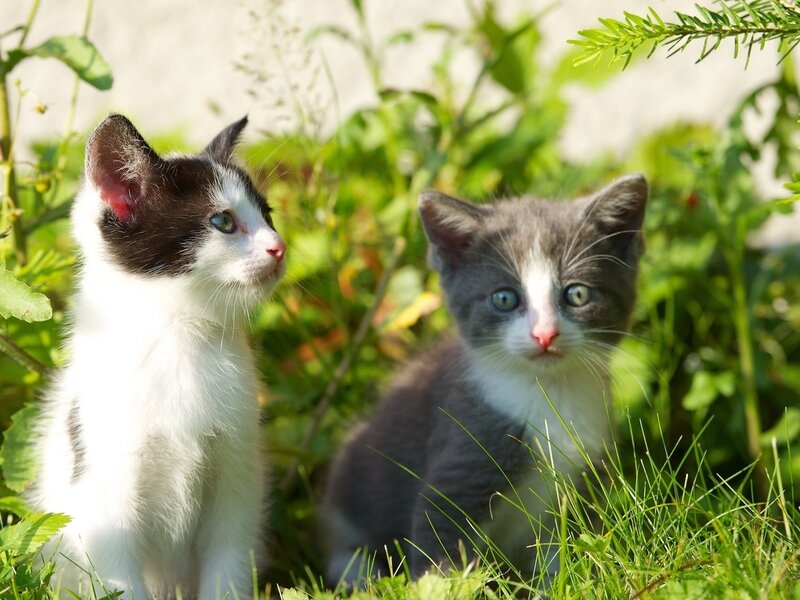 Two Kittens in Grass — Green, Calm, Afternoon, Photograph, Plants, Sunlight