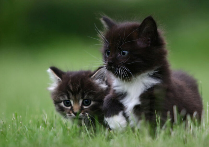 Two Kittens in Grass — Green, Calm, Afternoon, Photograph