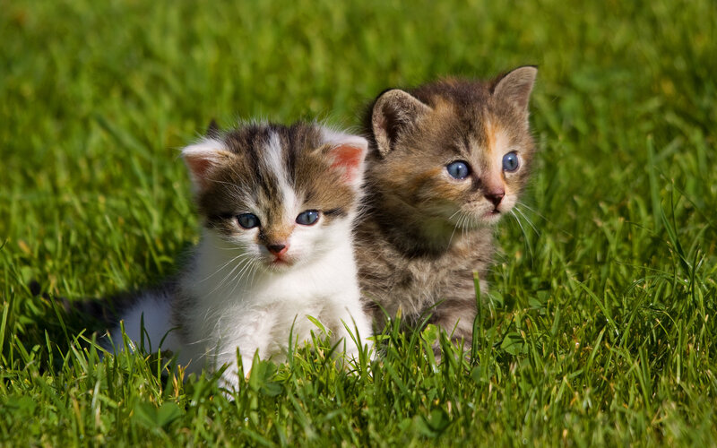 Two Kittens in Grass — Green, Calm, Afternoon