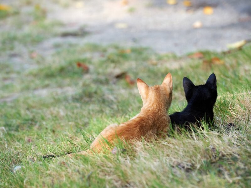 Two Kittens in Grass — Green, Calm, Autumn, Photograph