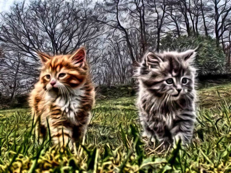 Two Kittens in Grass — Green, Calm, Autumn
