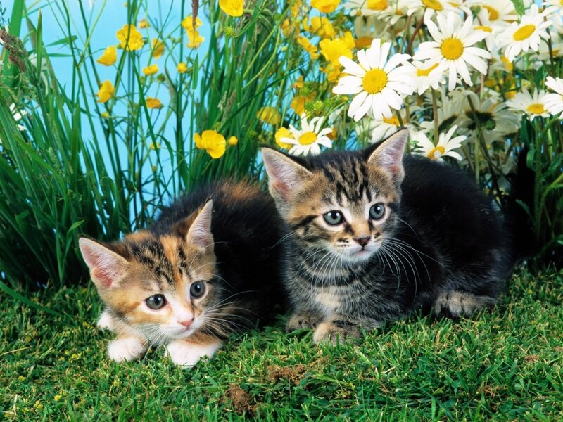 Two Kittens in Grass — Green, Calm, Spring, Photograph, Flowers
