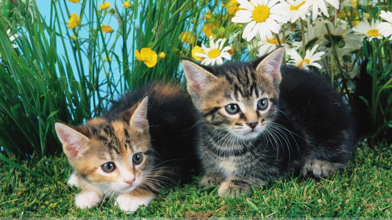 Two Kittens in Grass — Green, Calm, Spring, Photograph