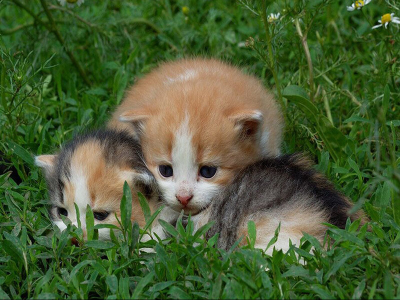 Two Kittens in Grass — Green, Calm, Summer