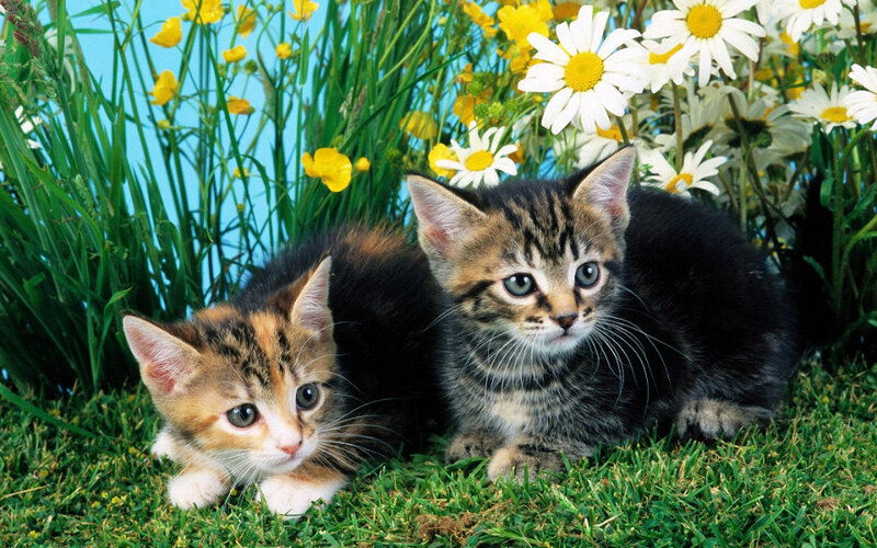 Two Kittens in Grass — Green, Calm