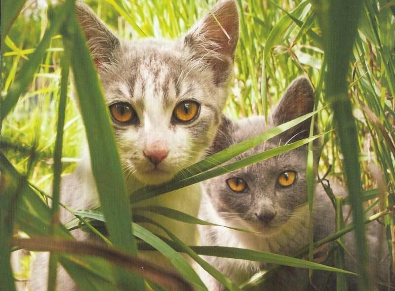 Two Kittens in Grass — Green, Curious