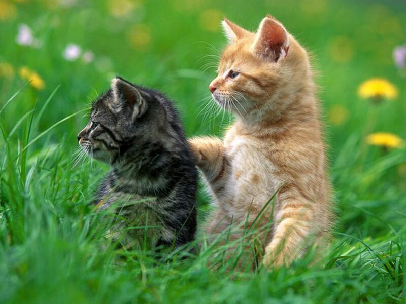 Two Kittens in Grass — Green, Peaceful, Spring, Photograph, Flowers, Orange, Black