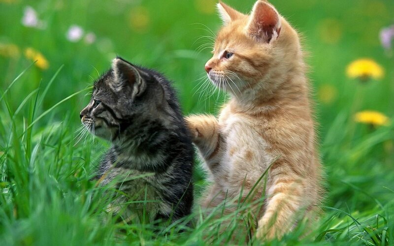 Two Kittens in Grass — Green, Peaceful, Spring, Photograph