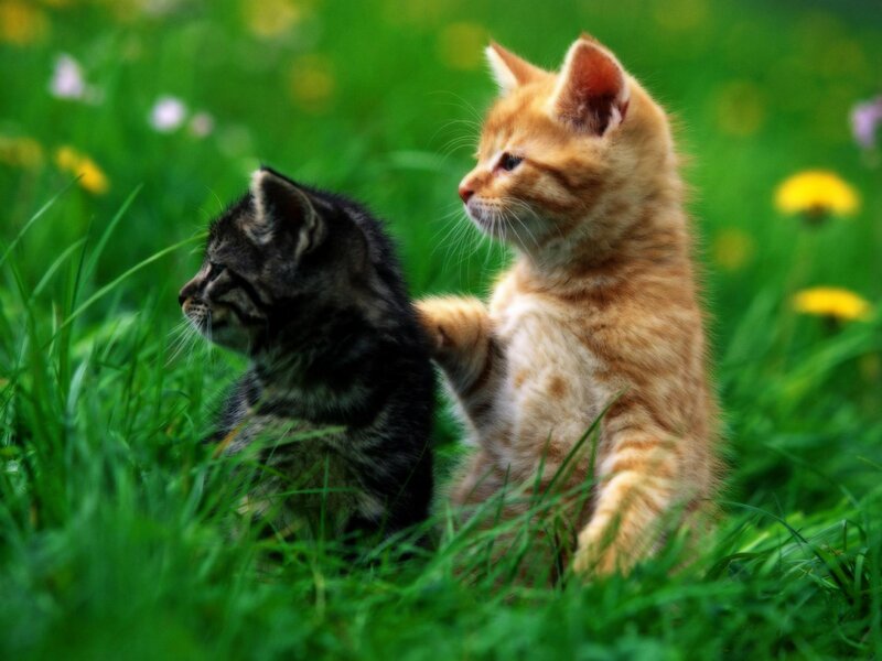 Two Kittens in Grass — Green, Peaceful, Spring