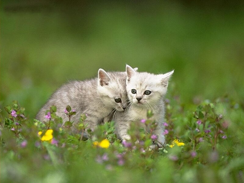 Two Kittens in Grass — Green, Peaceful