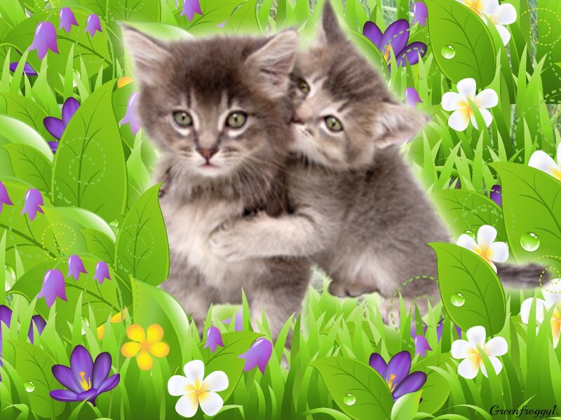 Two Kittens in Grass — Green, Playful, Spring
