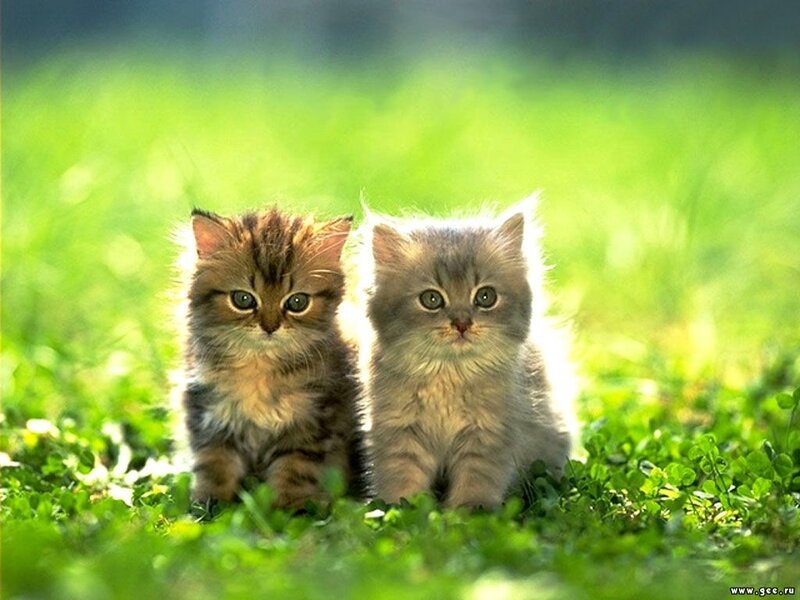 Two Kittens in Grass — Green, Serene, Afternoon, Photograph