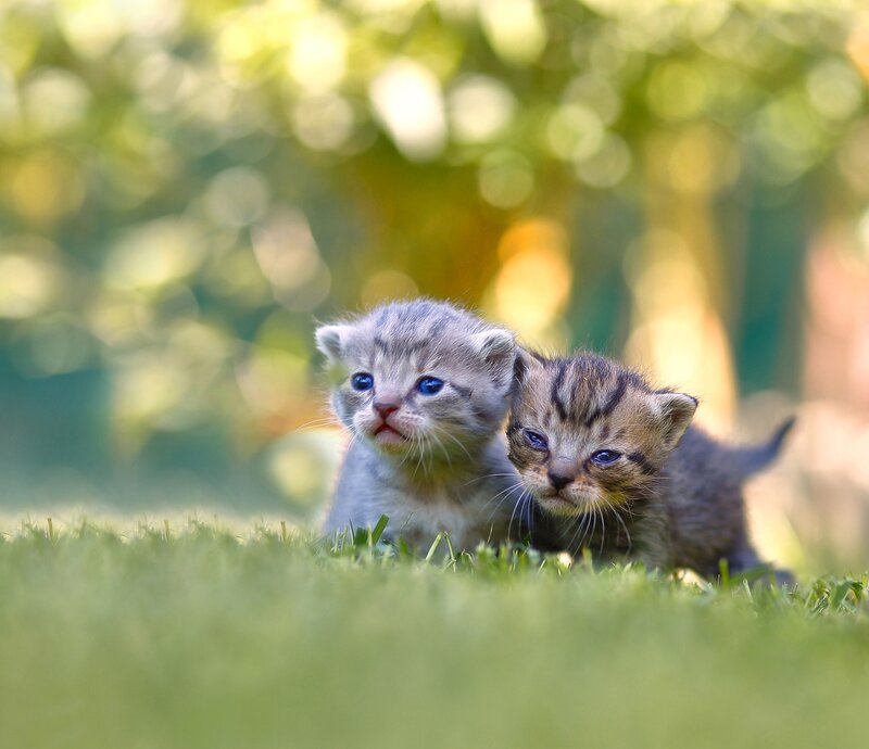 Two Kittens in Grass — Green, Serene, Afternoon