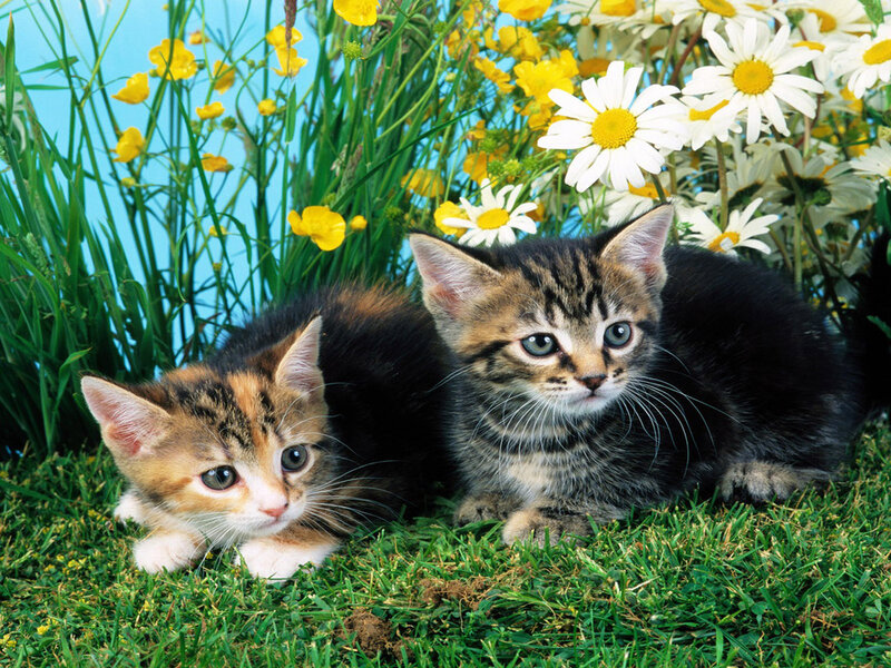 Two Kittens in Grass — Green, Serene, Spring