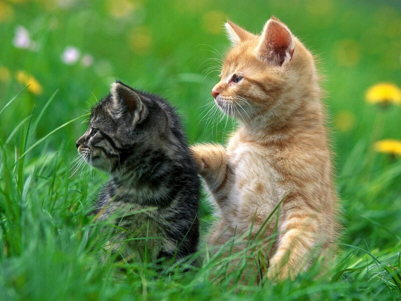 Two Kittens in Grass — Spring