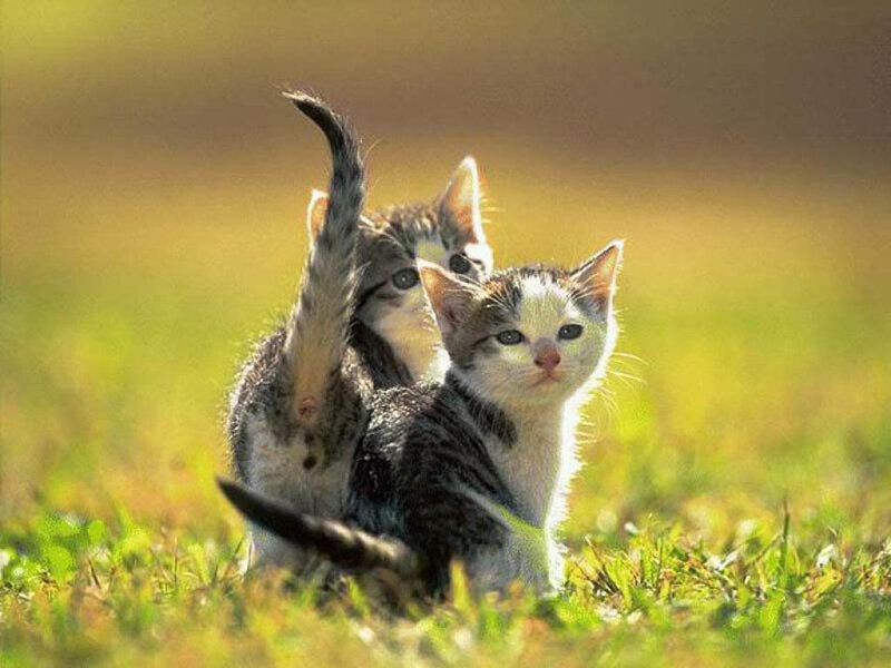 two kittens in grass
