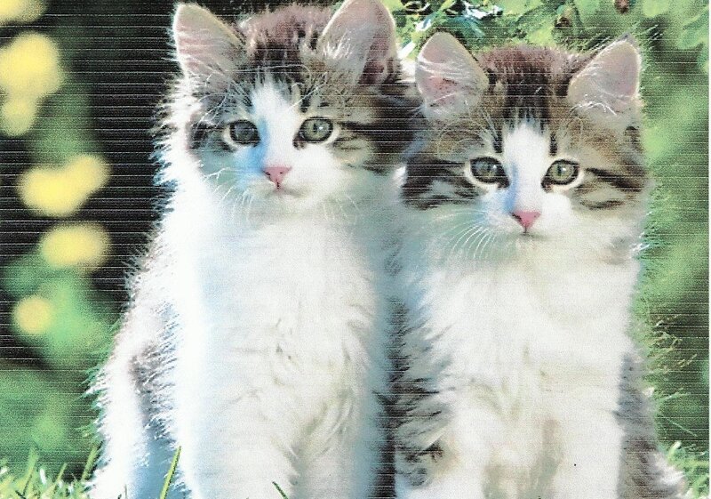 Two Kittens in Grass — White
