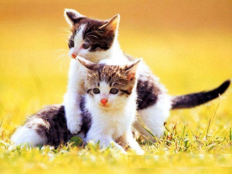 Two Kittens in Grass — Yellow
