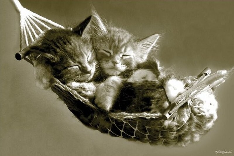Two Kittens in Hammock