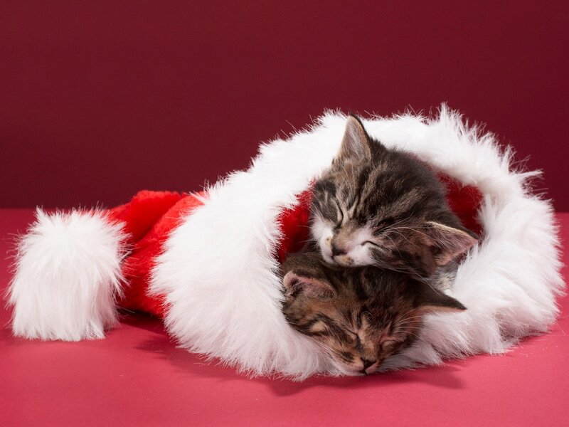 Two Kittens in Hat — Red, Peaceful, Photograph