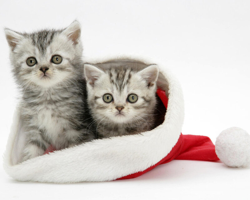 Two Kittens in Hat