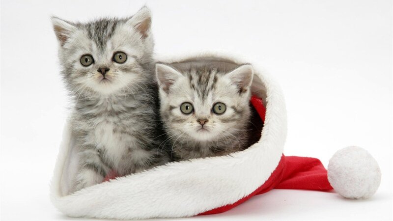Two Kittens in Hat — White, Innocent, Photograph