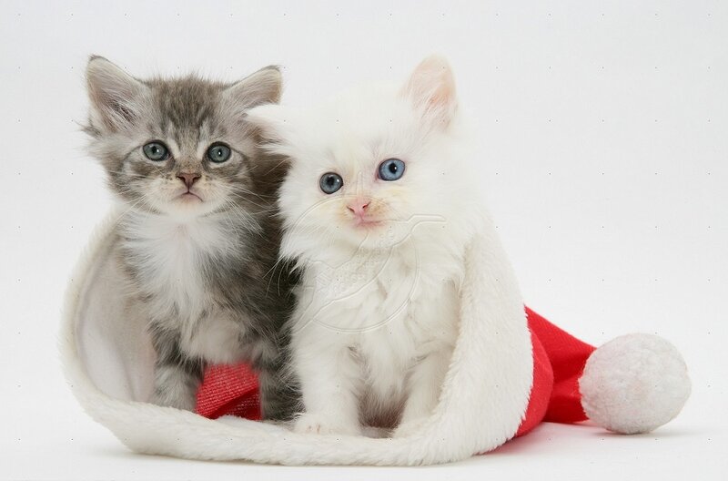 Two Kittens in Hat — White, Innocent