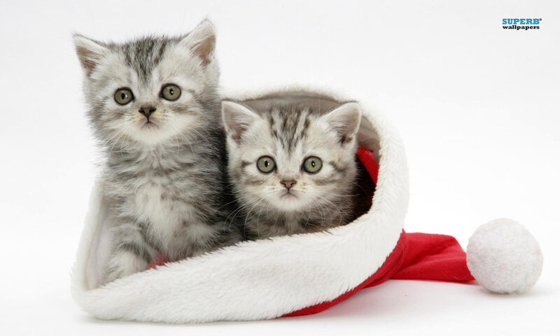 Two Kittens in Hat — White