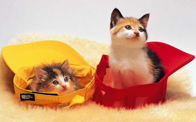 Two kittens in hats
