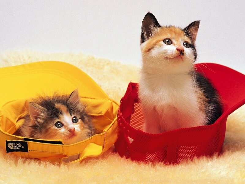 Two Kittens in Hats — Yellow