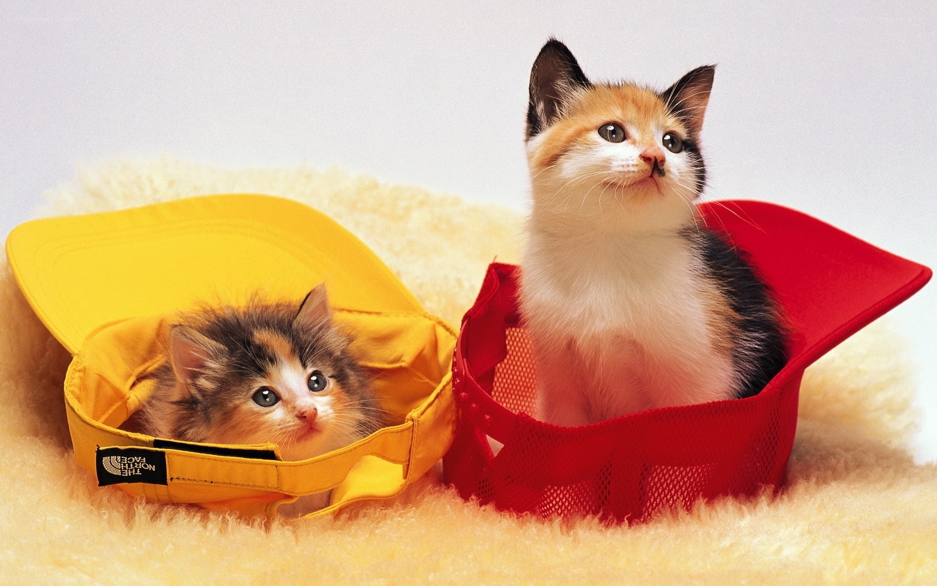 Two kittens in hats
