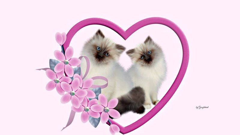 Two Kittens in Heart