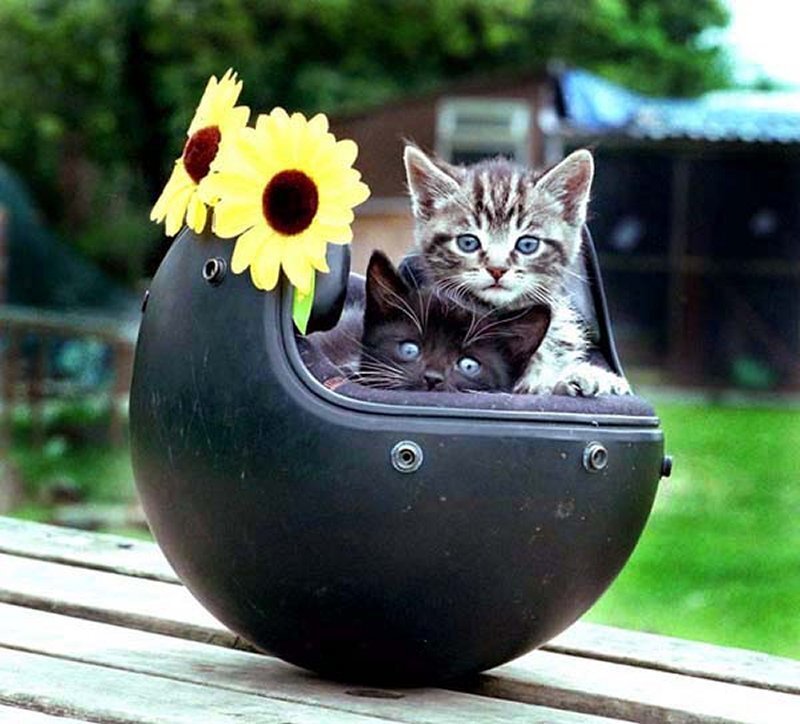 Two Kittens in Helmet — Black