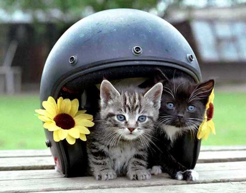 Two Kittens in Helmet