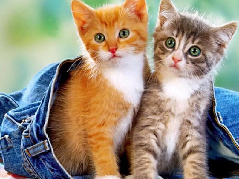 Two Kittens in Jeans — Orange, Curious