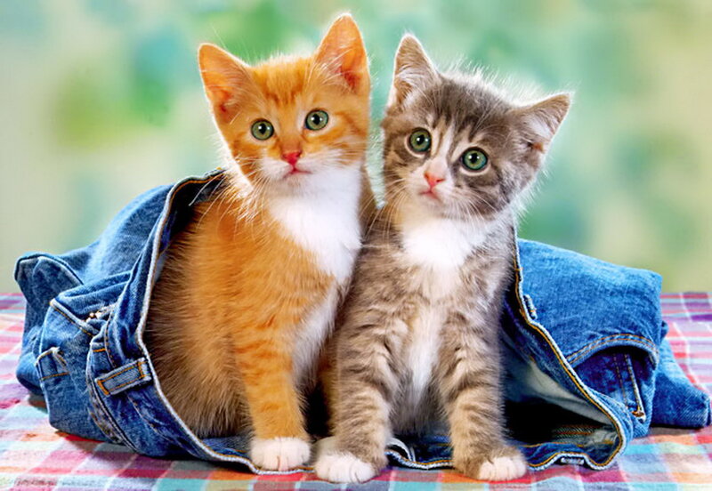 Two Kittens in Jeans