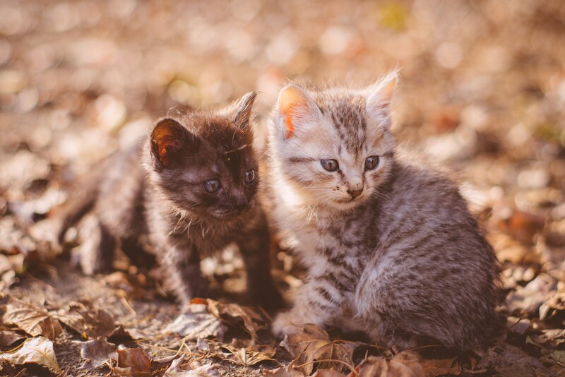 Two Kittens in Leaves — Brown, Calm