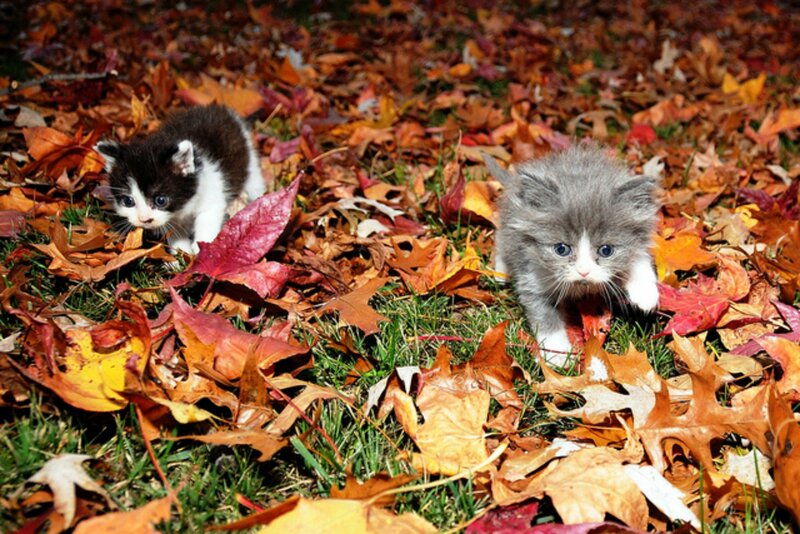 Two Kittens in Leaves — Brown