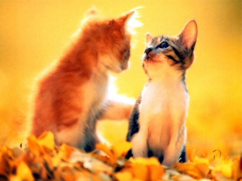 Two Kittens in Leaves