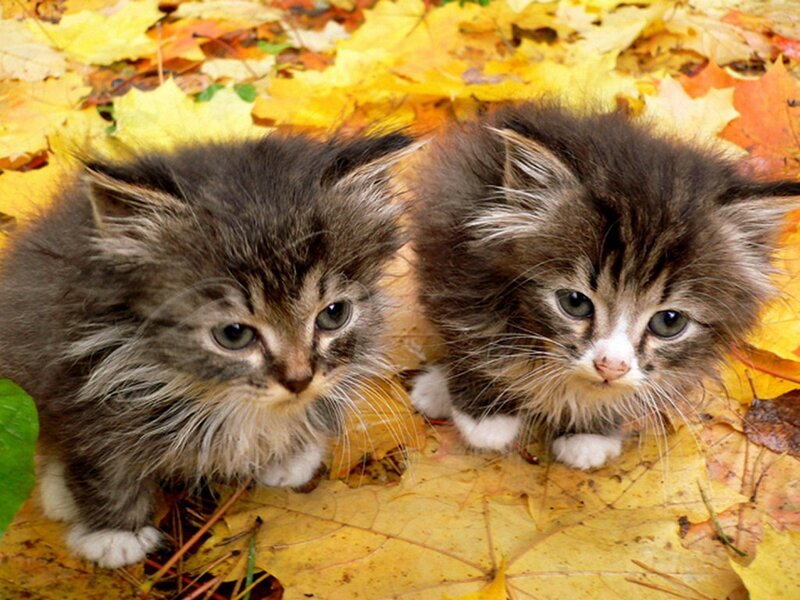 Two Kittens in Leaves — Yellow, Calm